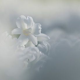 Keukenhof bloemen Wit sur Antine van der Zijden