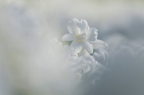Keukenhof bloemen Wit