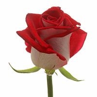 Rosa Bluez!