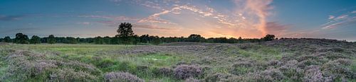 Panoramisch beeld van de Gasterse duinen