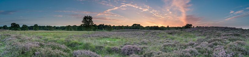Panoramisch beeld van de Gasterse duinen van Harry Kors