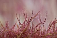 Roze met waterdruppels