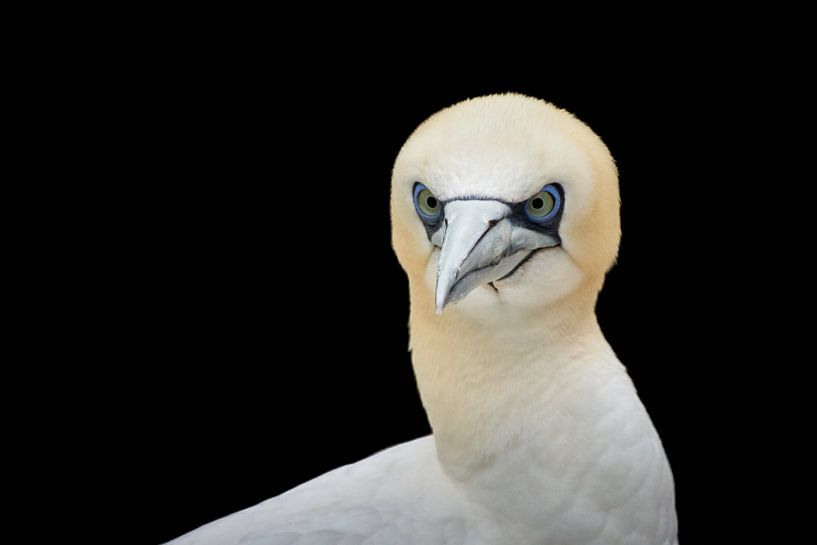 Basstölpel Portrait von Thomas Marx