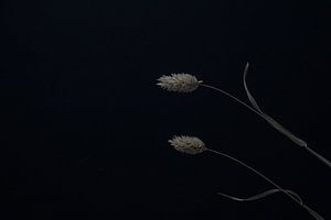 Nature morte sombre et lunatique avec des herbes ornementales