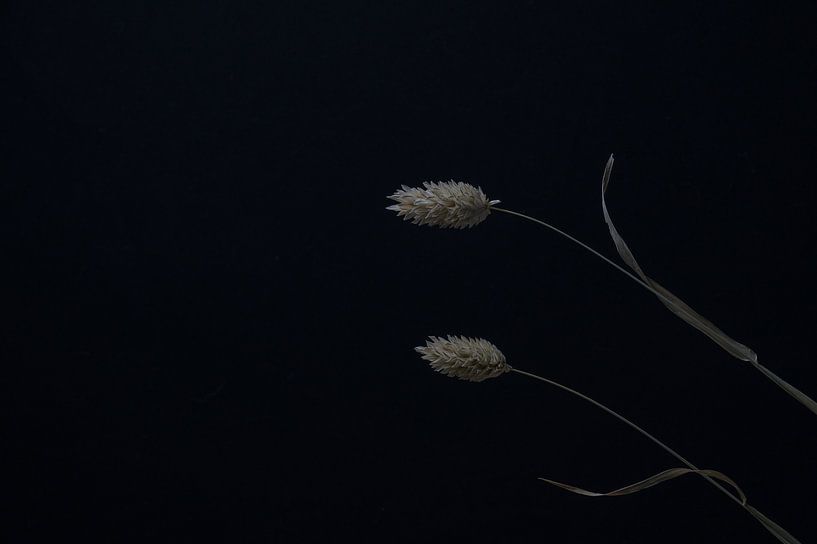 Dark and Moody still life with ornamental grass by John van de Gazelle fotografie