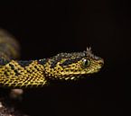 Draak in het donker (Atheris ceratophora) van Frank Heinen thumbnail