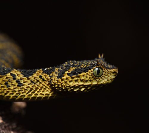 Draak in het donker (Atheris ceratophora) van Frank Heinen