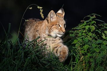 Young Eurasian Lynx (Lynx lynx) in spotlight by wunderbare Erde