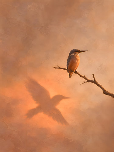 Kingfisher with a flying shadow