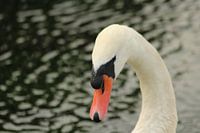 Zwaan