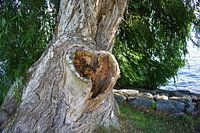 L'amour dans la nature