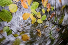 Autumn by Jarno van Bussel