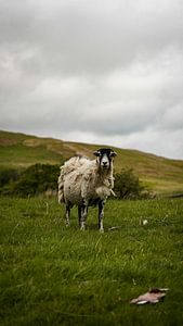 Ovins au Pays de Galles Angleterre