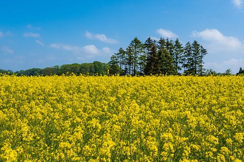 Koolzaadveld met bomen en blauwe lucht bij Parkentin