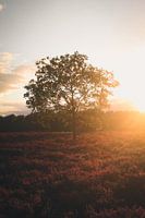 Golden hour @ Speulder Heath