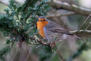 Robin by Edwin Butter