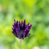 Violette Blume von Anita Servaas