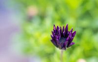 Violette Blume von Anita Servaas Miniaturansicht