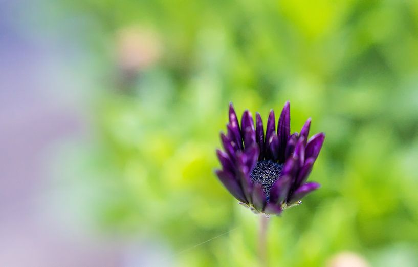 Violette Blume von Anita Servaas