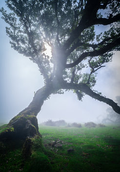 Fanal-Wald auf Madeira