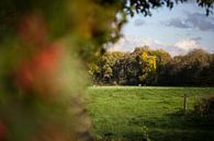 Teil Busch, Teil Wiese mit Kühen von Tot Kijk Fotografie: natuur aan de muur Miniaturansicht