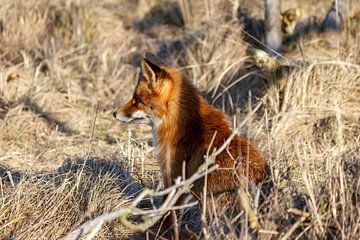wild fox by ton vogels