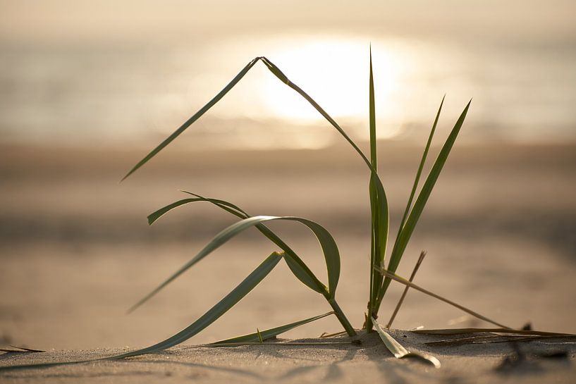 Marram grass in the sand at sunset by Cor de Hamer