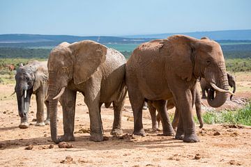 Elephants on their way to water by Jack Koning