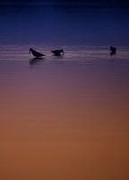 Silhouette of bird in water at sunset