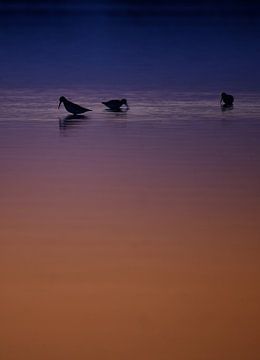 Silhouette d'un oiseau dans l'eau au coucher du soleil sur Catalina Morales Gonzalez