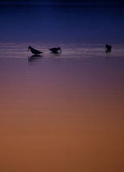Silhouette d'un oiseau dans l'eau au coucher du soleil par Catalina Morales Gonzalez