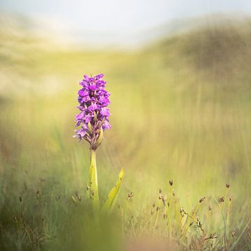 Orchidée roseau dans les dunes de Schiermonnikoog sur Karin de Jonge