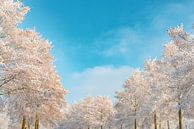 Besneeuwde winterbomen met een prachtige blauwe lucht van Sjoerd van der Wal Fotografie thumbnail