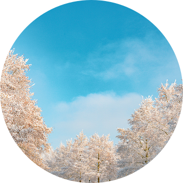 Besneeuwde winterbomen met een prachtige blauwe lucht van Sjoerd van der Wal Fotografie