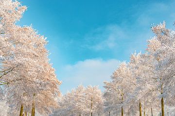 Besneeuwde winterbomen met een prachtige blauwe lucht