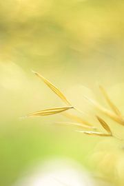 Siergras geel vintage by Sascha van Dam