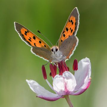 kleine vuurvlinder van renata de wit