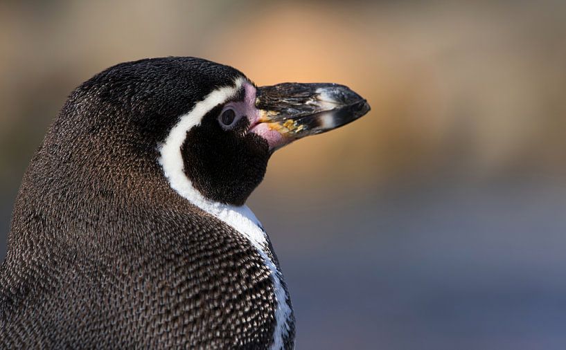 Detailliertes Porträt eines Brillenpinguins am Ufer des Wassers. von Wildlife Designs