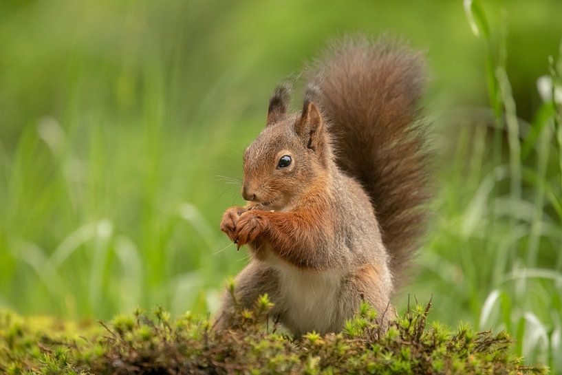 Eekhoorn in de natuur van Tanja van Beuningen