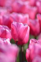 Tulp Roze