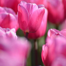 Tulipe rose sur Patricia Leeman
