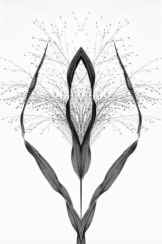 Minimalistic grass . Fine art. B&W.