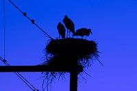 Storchennest