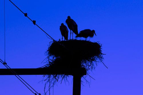 Stork Nest