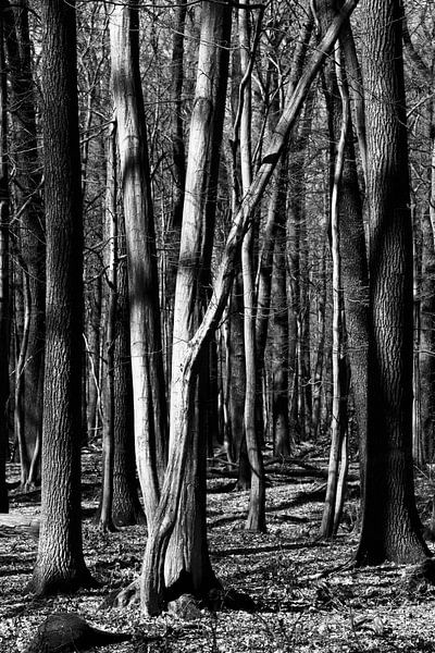Forêt par Thomas Jäger