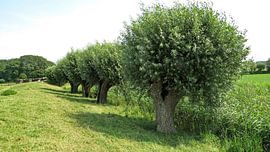 Wilgen von Eduard Lamping