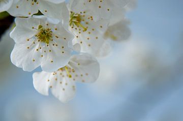 Fleur de cerisier