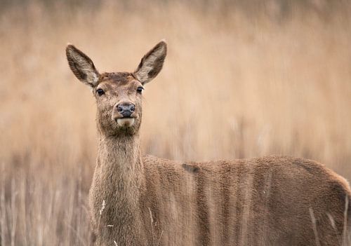 Oog in oog met het Edelhert