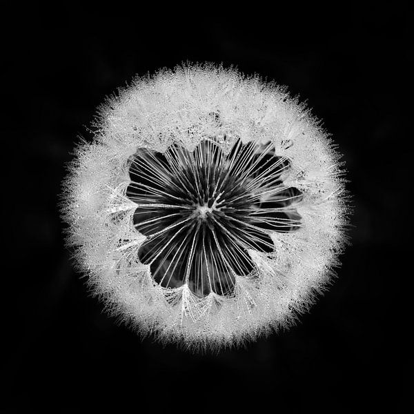 Dandelion bug by Bob Luijks