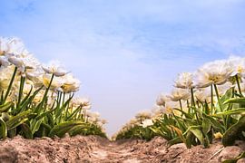 tulips in bloom by nilix fotografie